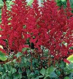 ASTILBE ARE BURGUNDY RED #1