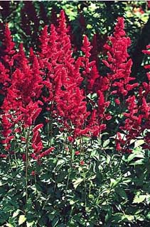 ASTILBE ARE FANAL #1 DK RED