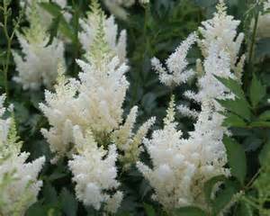 ASTILBE ARE WHITE GLORIA #1 WHT
