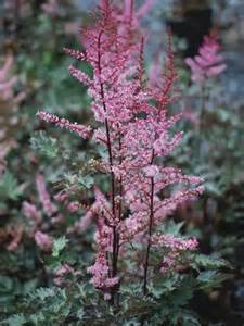 ASTILBE CHI DELFT LACE #1 PINK