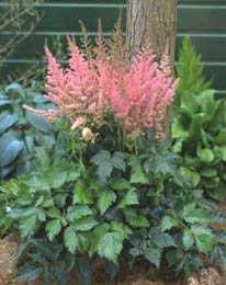 ASTILBE CHI VISION IN PINK #1