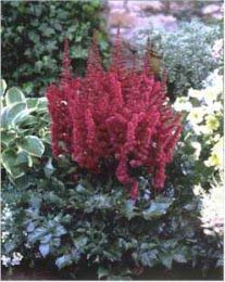 ASTILBE CHI VISION IN RED #1