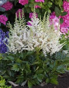 ASTILBE CHI VISION IN WHITE #1