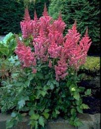 ASTILBE CHI VISIONS #1 LILAC