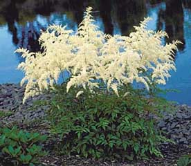 ASTILBE DEUTSCHLAND #1 WHITE