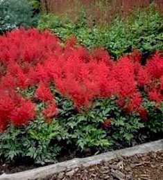 ASTILBE JAP RED SENTINEL #1 RED