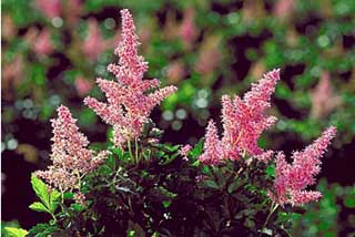 ASTILBE JAP RHEINLAND#1 PINK