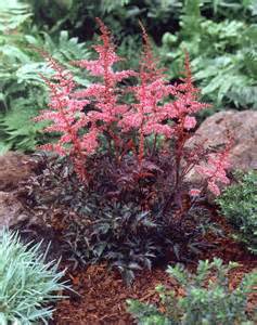 ASTILBE SIM KEY WEST#1 BURG