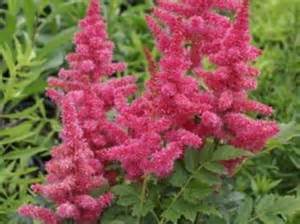 ASTILBE YOUNIQUE CARMINE #1 RED
