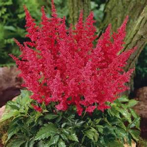 ASTILBE YOUNIQUE CERISE #1CHERRY