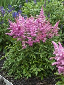 ASTILBE YOUNIQUE LILAC #1
