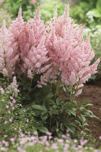 ASTILBE YOUNIQUE SALMON #1