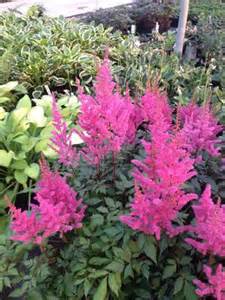 ASTILBE X MAGGIE DALEY #1 LAVNDR