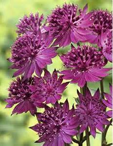 ASTRANTIA MAJ STAR OF BEAUTY #1