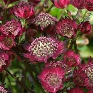 ASTRANTIA MAJ STAR OF FIRE #1