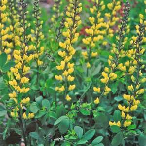 BAPTISIA LEMON MERINGUE #2 PW