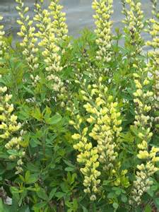 BAPTISIA SOLAR FLAREPRAIRIEBLU#2