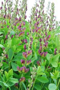 BAPTISIA TWILITE PRAIRIEBLUES #2
