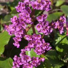 BERGENIA COR RED BLOOM #1