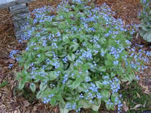BRUNNERA FALSE FORGET-NOT #1