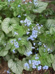 BRUNNERA JACK FROST #1