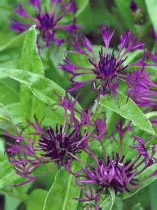 CENTA MON AMETHYST DREAM #1