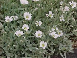 CERAS TOM SNOW IN SUMMER #1