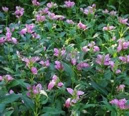 CHELONE LYO HOT LIPS #1