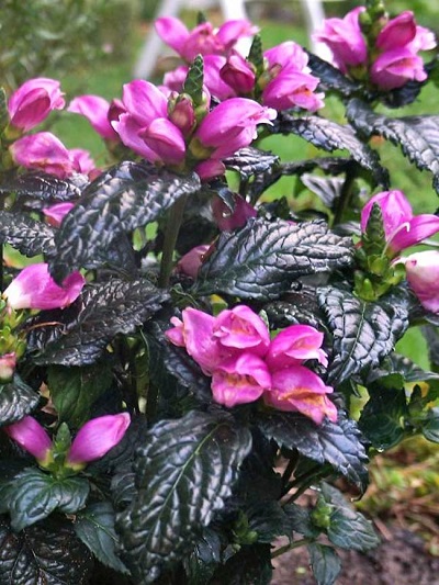CHELONE LYO TINY TORTUGA #1