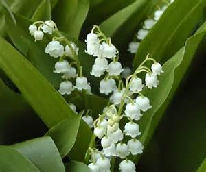 CONVA LILY OF THE VALLEY 4"/10T