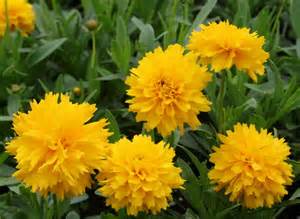 COREOPSIS X GOLDEN SPHERE #1