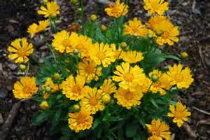 COREOPSIS X JETHRO TULL #1
