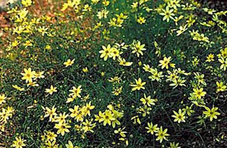 COREOPSIS VER MOONBEAM #1