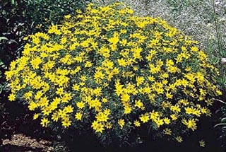 COREOPSIS VER ZAGREB #1