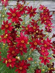 COREOPSIS RED SATIN #1