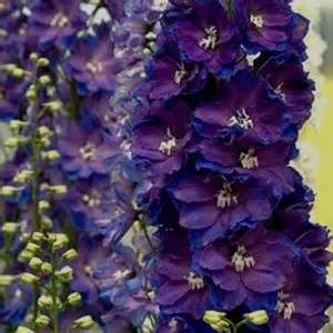 DELPH ELA AURORA DEEP PURPLE #1