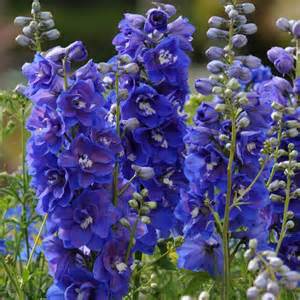 DELPH ELA DEL DK BLU WHT BEE #1