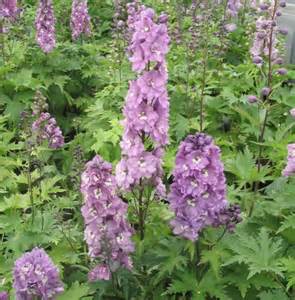DELPH MAGIC FT LILAC PINK #1