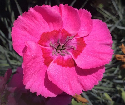 DIANTHUS AP BUMBLEBERRY PIE #1