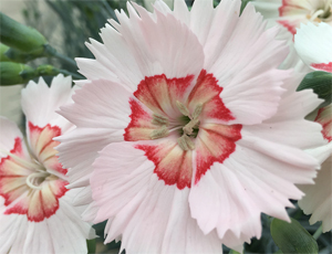 DIANTHUS AP GEORGIA PEACH PIE #1