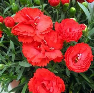 DIANTHUS EARLY BIRD CHILI #1