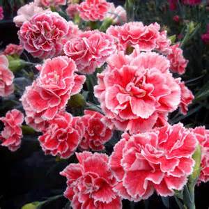 DIANTHUS SF CORAL REEF #1