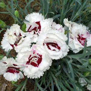 DIANTHUS SF COCONUT SURPRISE #1