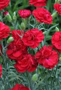 DIANTHUS SF PASSION #1
