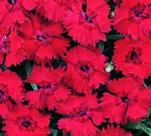 DIANTHUS FIRE STAR IMPROVED #1