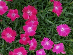 DIANTHUS KAHORI SCARLET #1