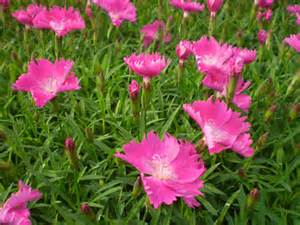 DIANTHUS KAHORI PINK #1