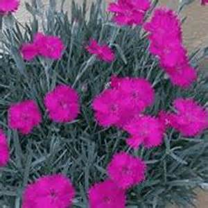 DIANTHUS GRA NEON STAR #1