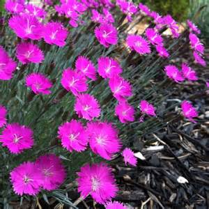 DIANTHUS GRA FIREWITCH #1