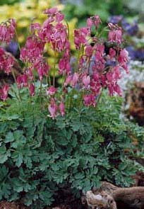 DICENTRA KING OF HEARTS #1